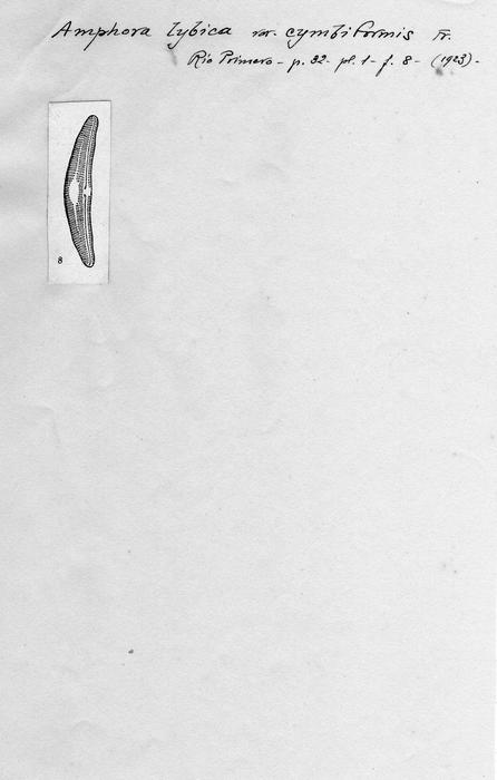 Amphora lybica var. cymbiformis Amphora lybica var. cymbiformis