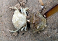 Crustacea (crustaceans)