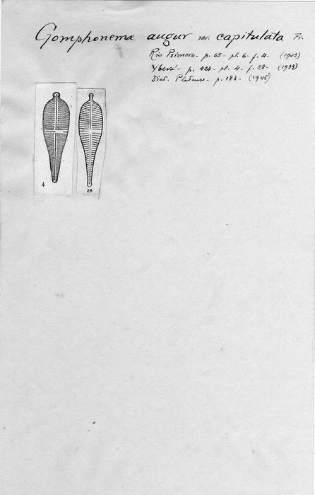 Gomphonema augur var. capitulata Gomphonema augur var. capitulata