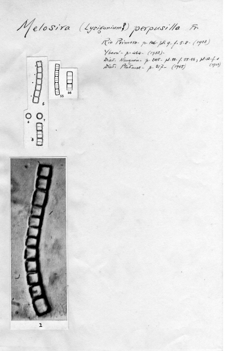 Melosira perpusilla Melosira perpusilla