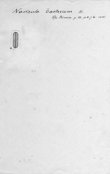Navicula bacterium 