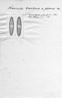 Navicula brasiliana var. platensis 