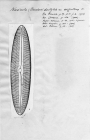 Navicula dactylus var. argentina 
