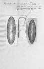 Navicula dactylus var. lata 