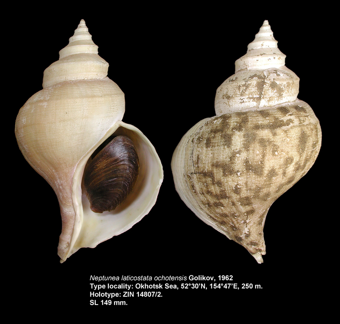 Neptunea laticostata ochotensis Golikov, 1962. Holotype