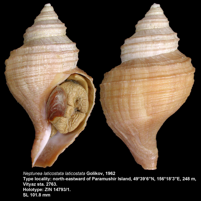 Neptunea laticostata laticostata Golikov, 1962 Neptunea laticostata laticostata Golikov, 1962