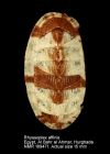 Rhyssoplax affinis
