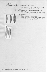 Navicula gracilis f. constricta