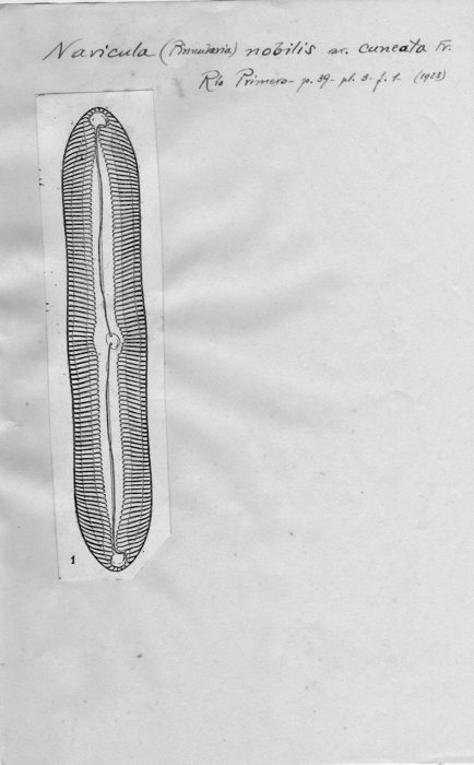 Navicula nobilis var. cuneata Navicula nobilis var. cuneata