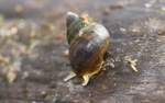 Newcomb's Littorine Snail