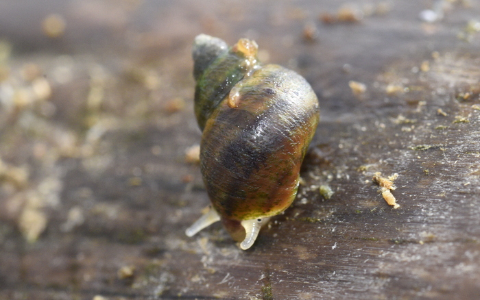 Newcomb's Littorine Snail Newcomb's Littorine Snail