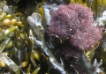 Rhodophyta (red algae)