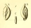 Quinqueloculina gracilis Costa, 1856