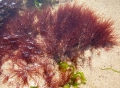 Rhodophyta (red algae)