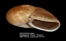 Helicophanta geayi