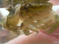 Crustacea (crustaceans)