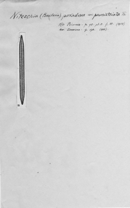 Nitzschia paradoxa var. paucistriata