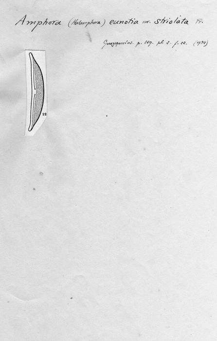 Amphora eunotia var. striolata Amphora eunotia var. striolata