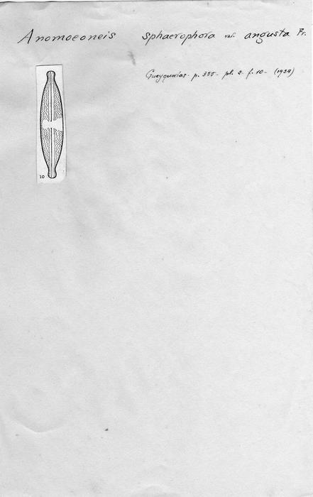 Anomoeoneis sphaerophora var. angusta Anomoeoneis sphaerophora var. angusta