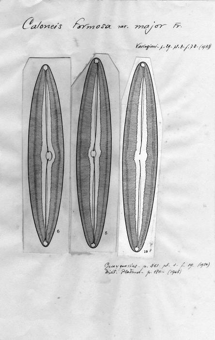 Caloneis formosa var. major Caloneis formosa var. major
