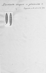 Denticula elegans var. pliocenica 