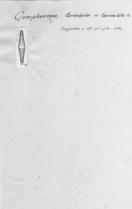 Gomphonema candelariae var. lanceolata Gomphonema candelariae var. lanceolata