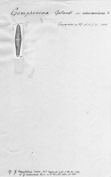 Gomphonema gallaudi var. araucaniana Gomphonema gallaudi var. araucaniana