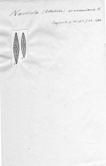 Navicula araucaniana