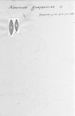 Navicula guayqueriae 