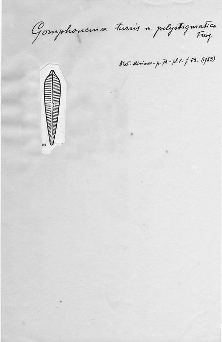 Gomphonema turris var. polystigmatica
