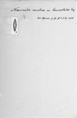 Navicula mutica var. lanceolata