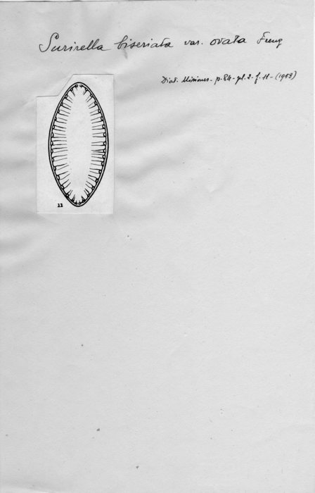 Surirella biseriata var. ovata Surirella biseriata var. ovata