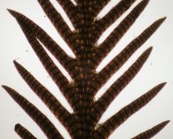 Pterosiphonia ardreana