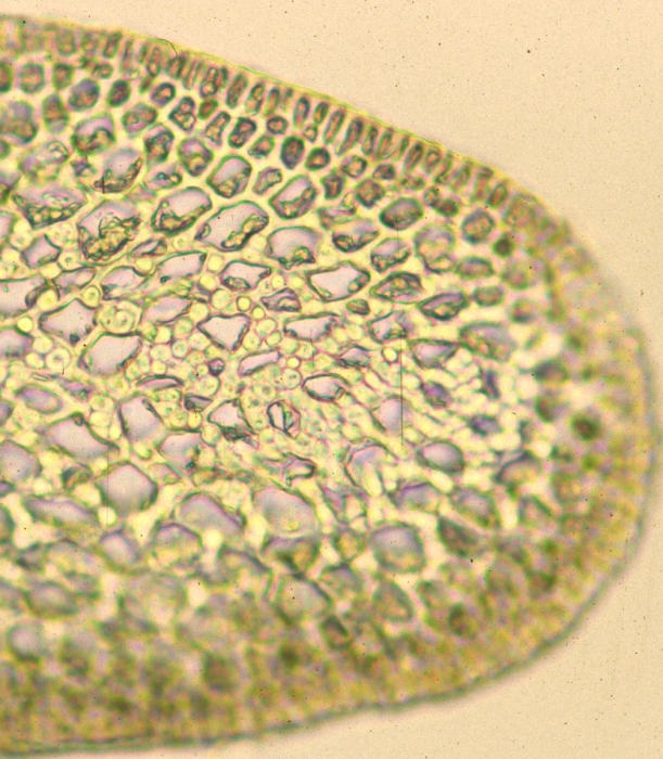 Pterocladiella capillacea Pterocladiella capillacea