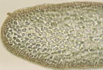 Pterocladiella capillacea