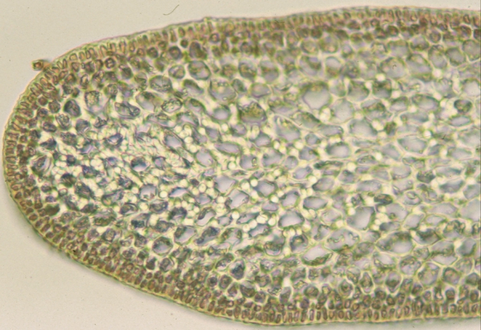 Pterocladiella capillacea Pterocladiella capillacea