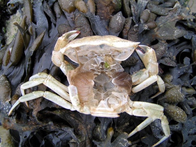 Vervelling strandkrab3