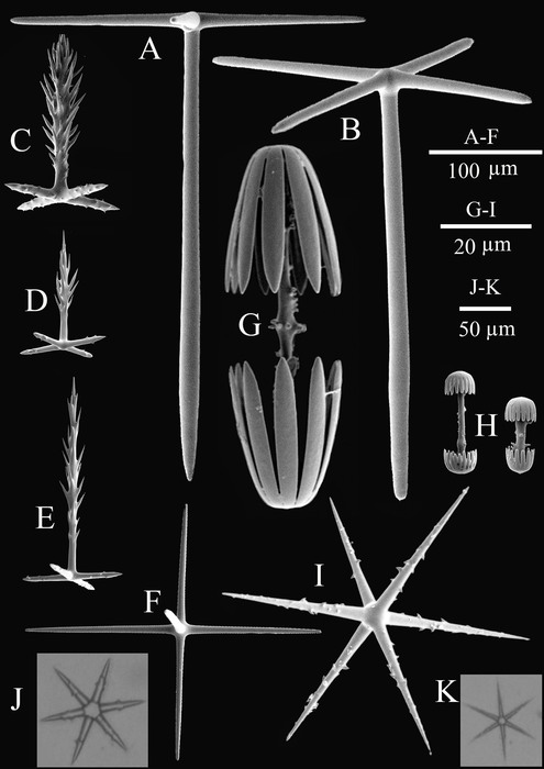 SEM of spicules