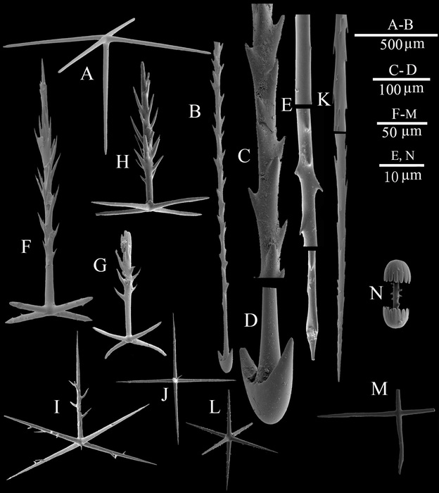SEM of spicules SEM of spicules