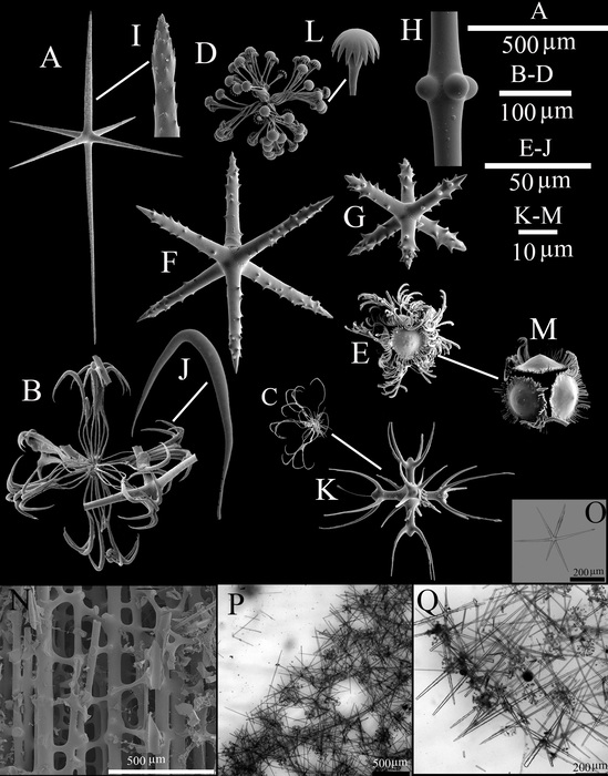 Spicules and skeleton