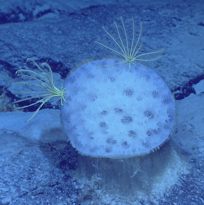 Holotype in situ