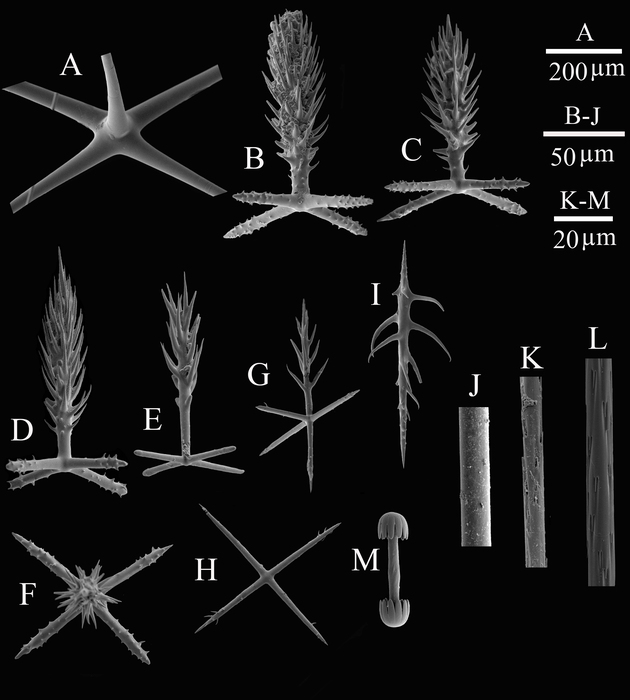 SEM images of spicules