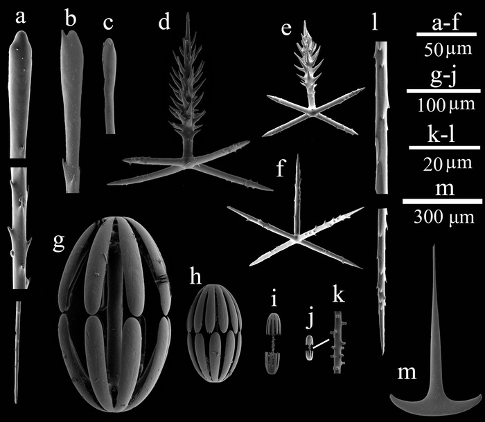 SEM images of spicules