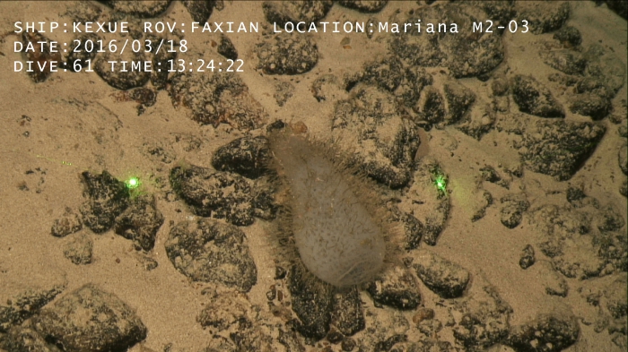 Holotype in situ Holotype in situ