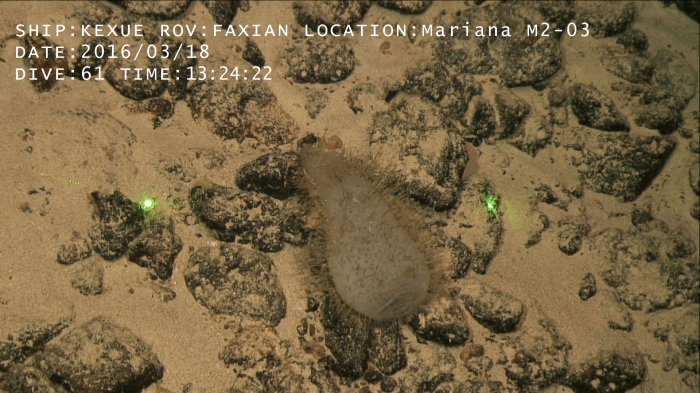 Holotype in situ