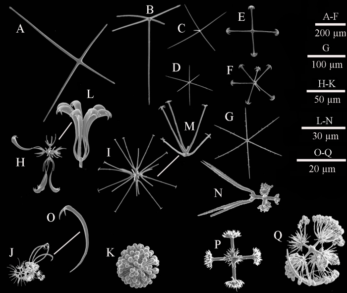 SEM images of spicules