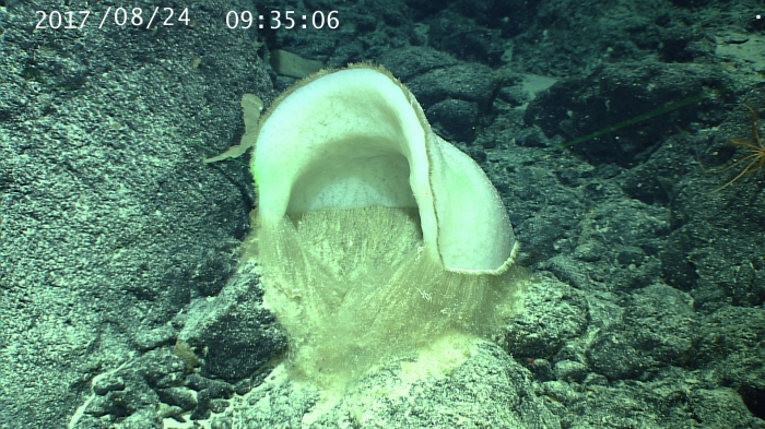Holotype in situ Holotype in situ