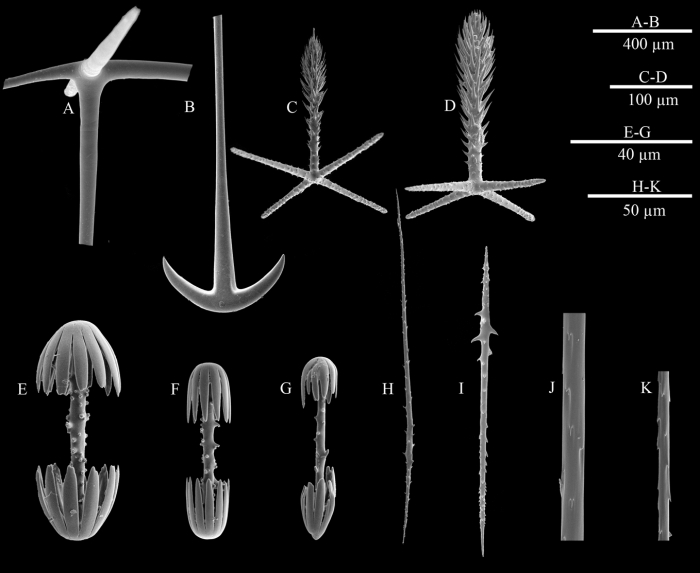 SEM images of spicules