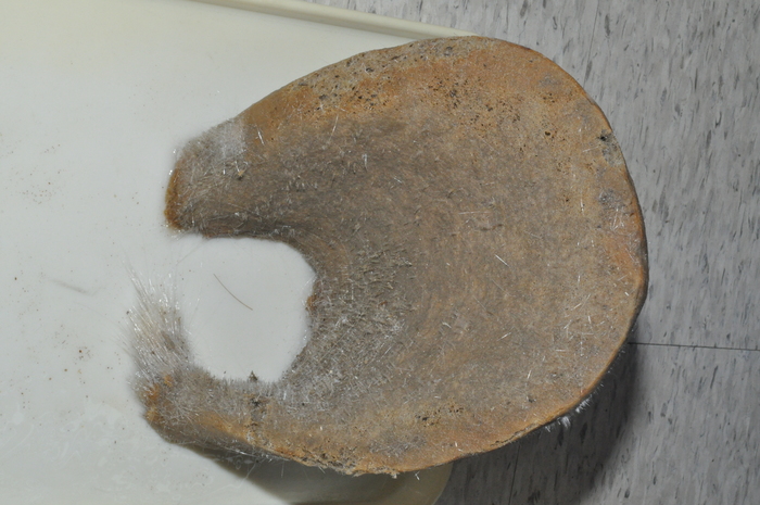 Holotype Holotype
