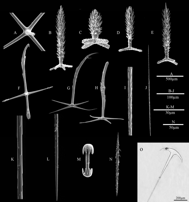 SEM images of spicules